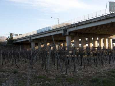 Addirittura scorgiamo alcuni filari di vite abbandonati situati praticamente sotto il cavalcavia della tangenziale